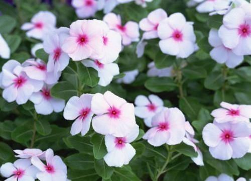 漂亮美艳的4种花,一年开花很多次,香气四溢