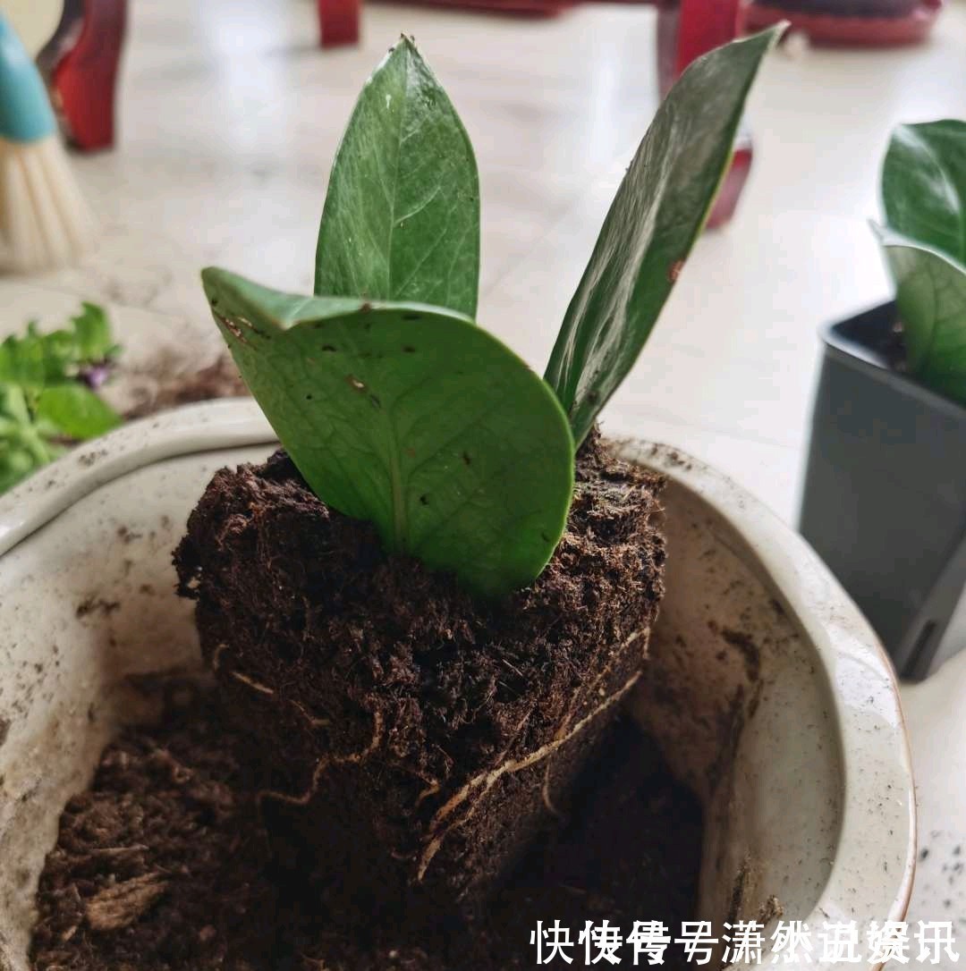 虎皮兰|春天，这八种花剪个枝插土里就活，养养就开花，错过就要等明年了