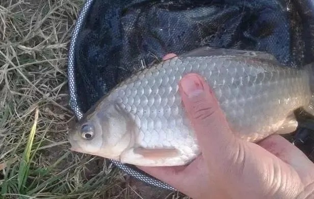 大水域|大鲫鱼生长缓慢很难钓到?掌握方法以后,其实一点都不难