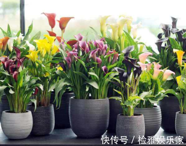 叶片|8种“喜水花”,不怕浇死了,越浇水长得越旺,手不勤养不活