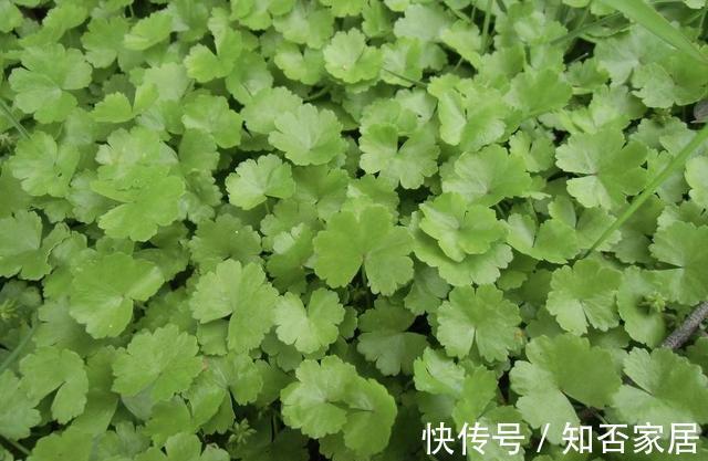 冬病夏治|一种农村常见的“野草”,若能常常泡水喝,清热解毒、养护子宫