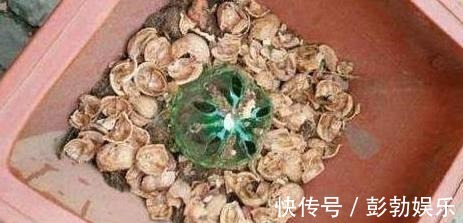 花生壳、核桃壳别再扔了,养花铺盆底,土壤透气、植物疯长