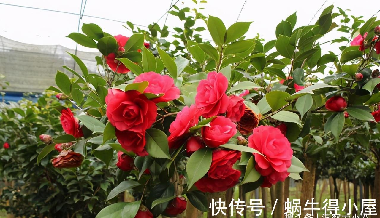 硫酸亚铁|六月养茶花,这“三位置”留点水,冠幅大一圈,次月花苞咕噜冒