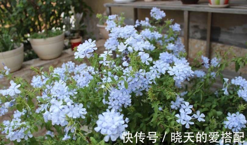 养分|让蓝雪花秋天开花更多的2个方法,不要舍不得,要辣手摧花