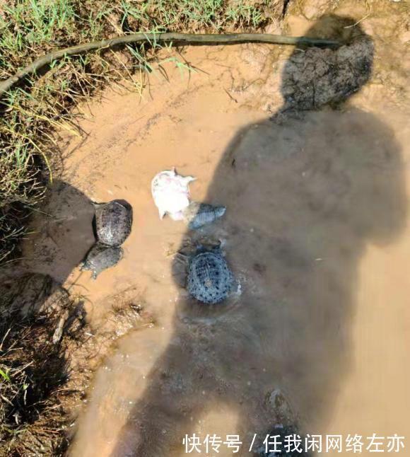 广州一河边大群甲鱼乱游,有人捞了许多,网友这种甲鱼都敢捞!