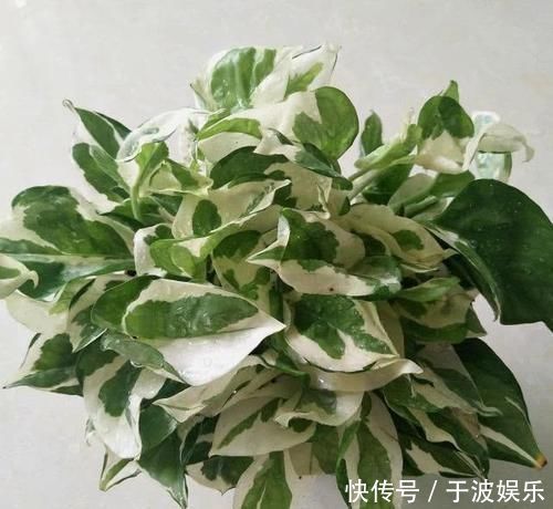 绿萝养爆盆,学会5个养护知识就够了,别再说你养不好绿萝了