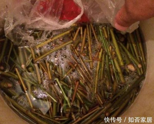  各种窍门制作“生根水”，不花钱的生根水只有1种，别盲目使用