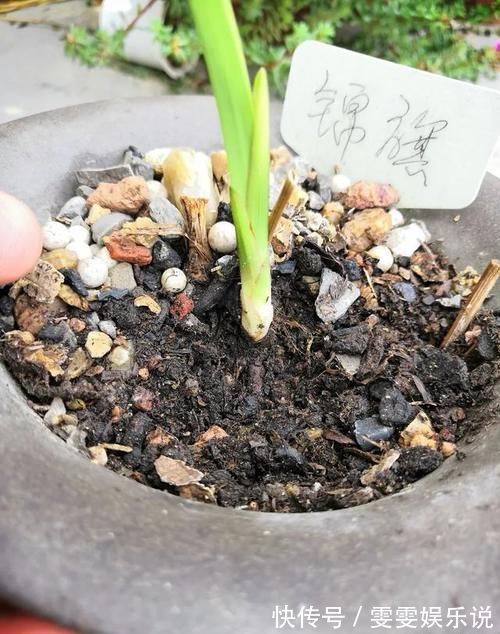 兰花总是不长新根,发出来的小苗也不长,怎么办?