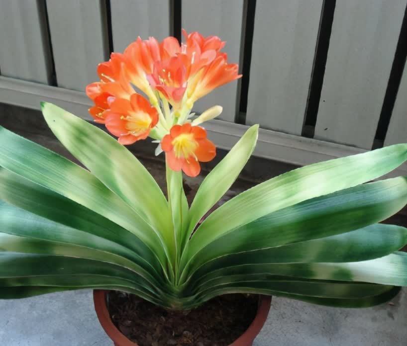 油亮|君子兰进入生长期,春天做好“3足”,新叶长得多,整齐又油亮