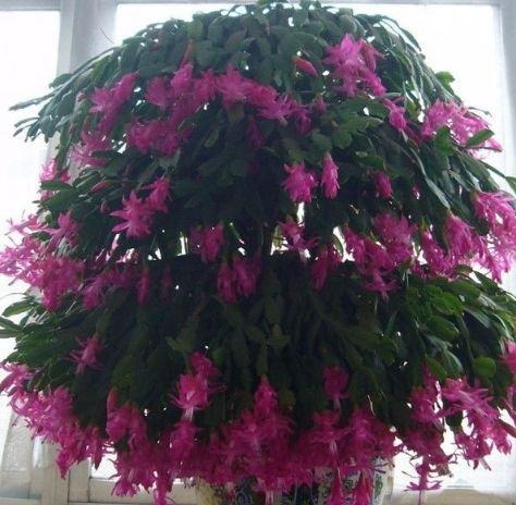 养了3年蟹爪兰，没有开花迹象，在盆里丢点“它”，冒花30朵！