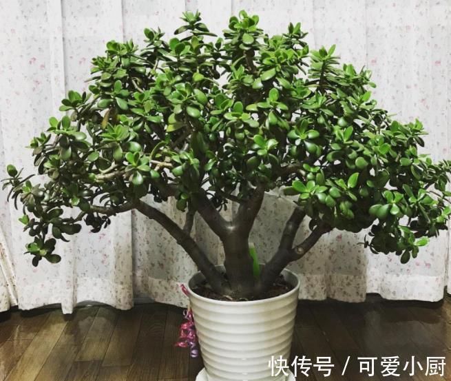 4种漂亮的老桩盆栽,适合穷养,小盆种少浇水,越养越精神