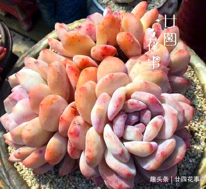浇水|9种花,12月要“控水、断肥”,不注意烂根黄叶,活不到开春
