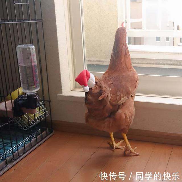 |翻开前信誓旦旦:这一定是米奇 冷段子2023