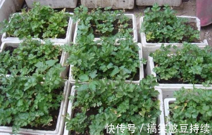 泡沫箱有毒不能种花、种菜?瞎说!它不仅能种花,而且有其他妙用