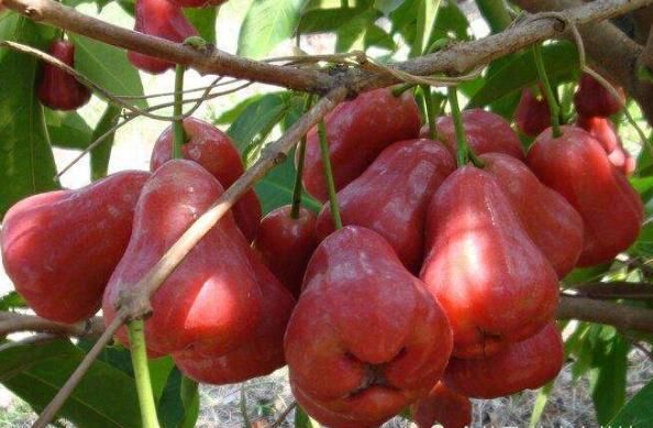 种水果|世界上“没味道”的4类水果,最后一个就像是在“吃空气”