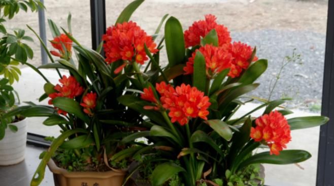 养花怎么换盆不出问题？记住这些“干货”，盆栽长得好