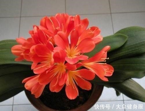 君子兰没花拉出来“砍一刀”，花芽多3倍，盆盆都是“大花球”！