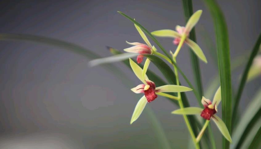 春兰|兰花中好养的品种就属建兰了,那建兰今年的网红产品是哪个?