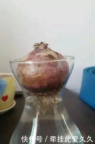 根全烂了别扔,这样做,分分钟把花救活!