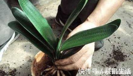 君子兰用这个土来养，根系肥壮，叶子又厚又亮，花开的越来越多