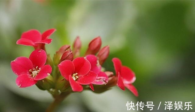 gt|你家长寿花“修剪”了吗趁着花败剪一剪,天气好,还能开一茬!