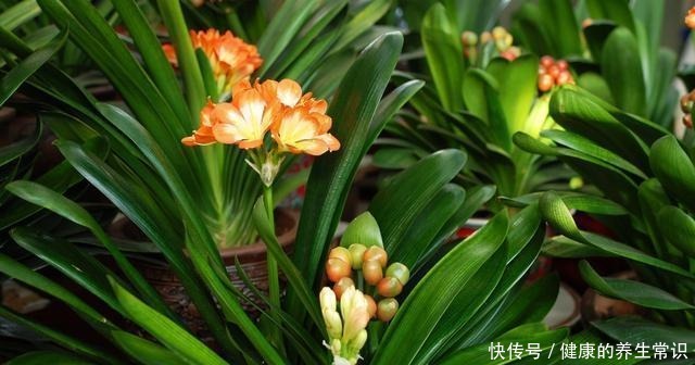 鸡蛋壳如何变成养花肥料,只需要两个步骤,就能轻松种植!