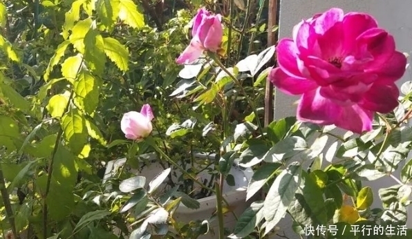 土里掺了这活物,养花20年不烂根,叶子绿又亮!