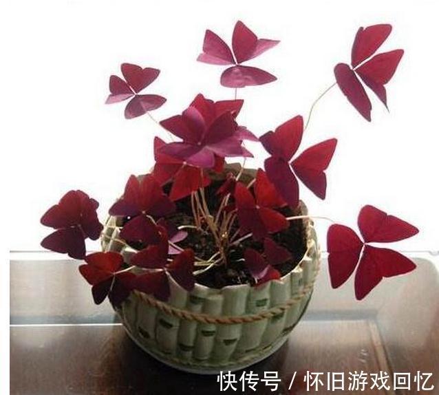 养花是一门艺术,聪明人养花有专门的技巧,怪不得养的那么好