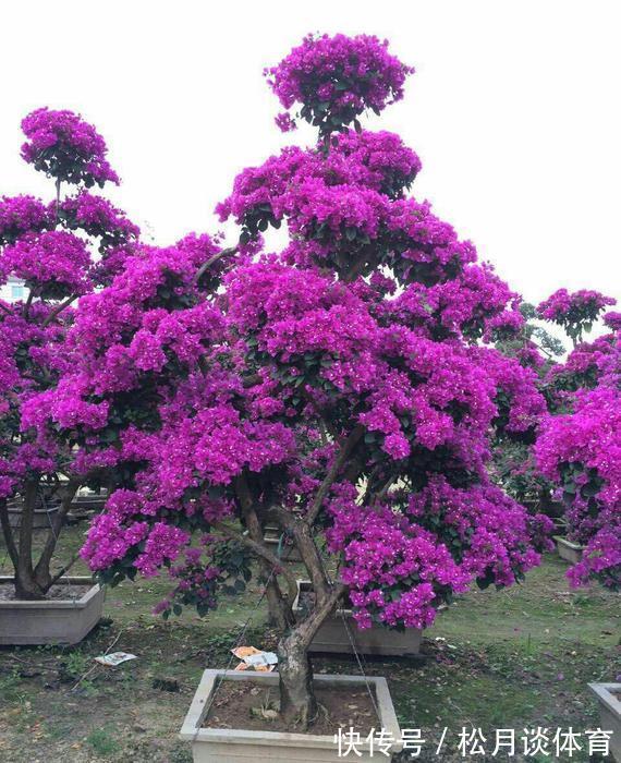 金枝玉叶|公认好养的5种花,能活一百年,开花吉利带仙气,越养越值钱