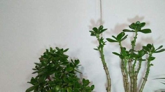 金枝玉叶|马齿苋摇身一变成“金枝玉叶”,花友1年养成老桩,高价都不卖