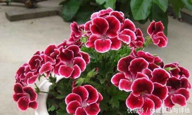 盆栽天竺葵,花苞越来越少教你一个小技巧,长满“大花包”!
