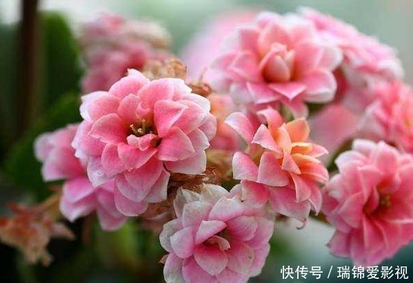 寓意|三种正能量的花,寓意极好家人兴旺,喜欢赶紧养一盆!