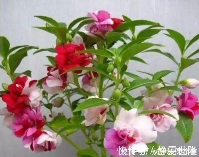花友最喜欢的4种花，浇水就疯长，开花就爆盆，养在家里太美了！