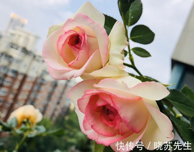 日晒|入秋月季不开花，从这三方面入手，开花一茬接一茬，花量大还抗病