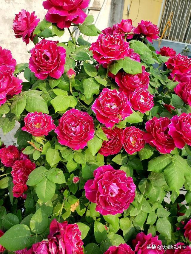 圆滚滚的绣球,瀑布般的花墙,这届花友也太会种花了吧