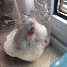 |搞笑GIF趣图：人家是闹伴娘，你怎么逗新娘？