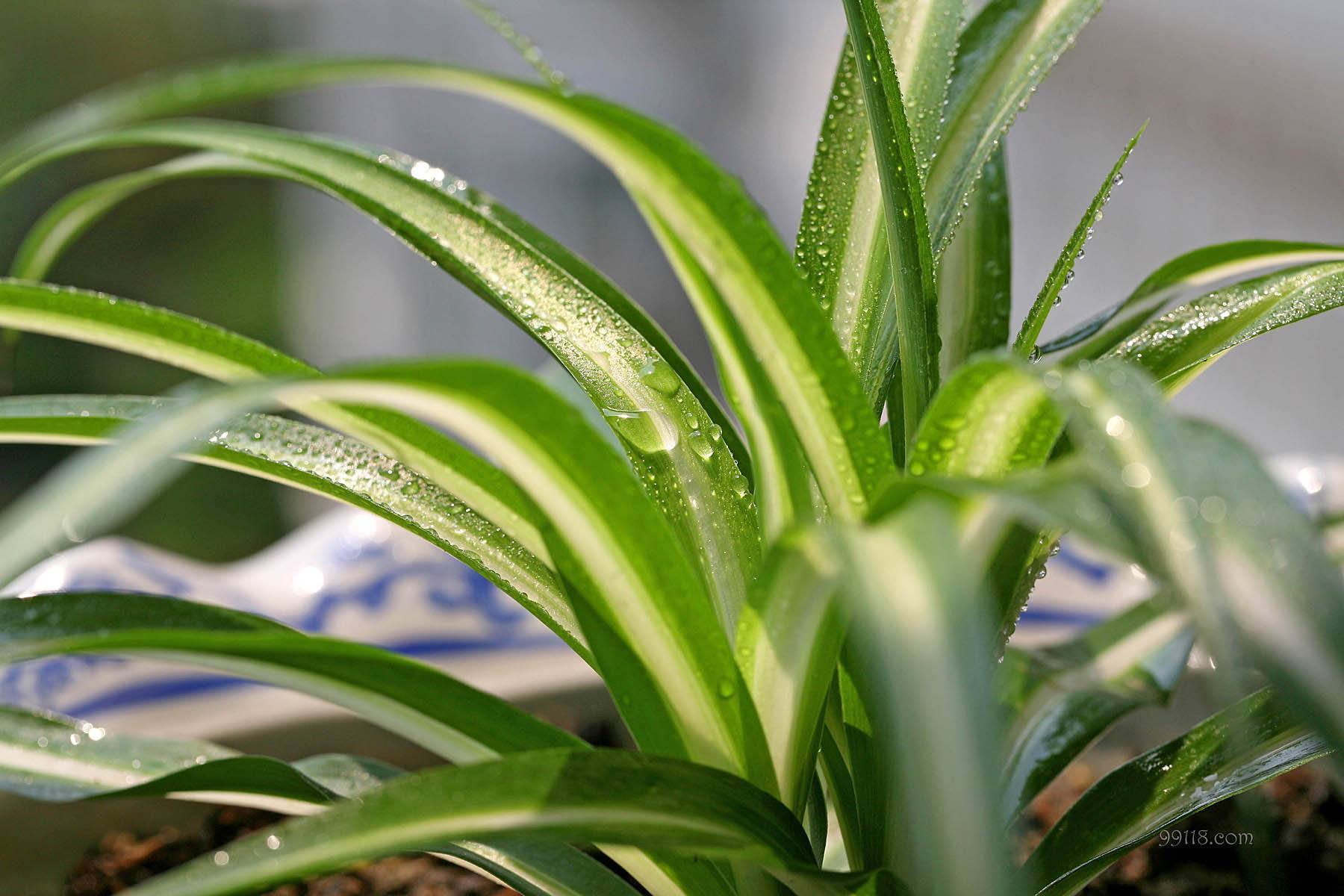 入秋后,吊兰怎么养只需“剪一刀”,新叶疯长,胜过每天施肥!