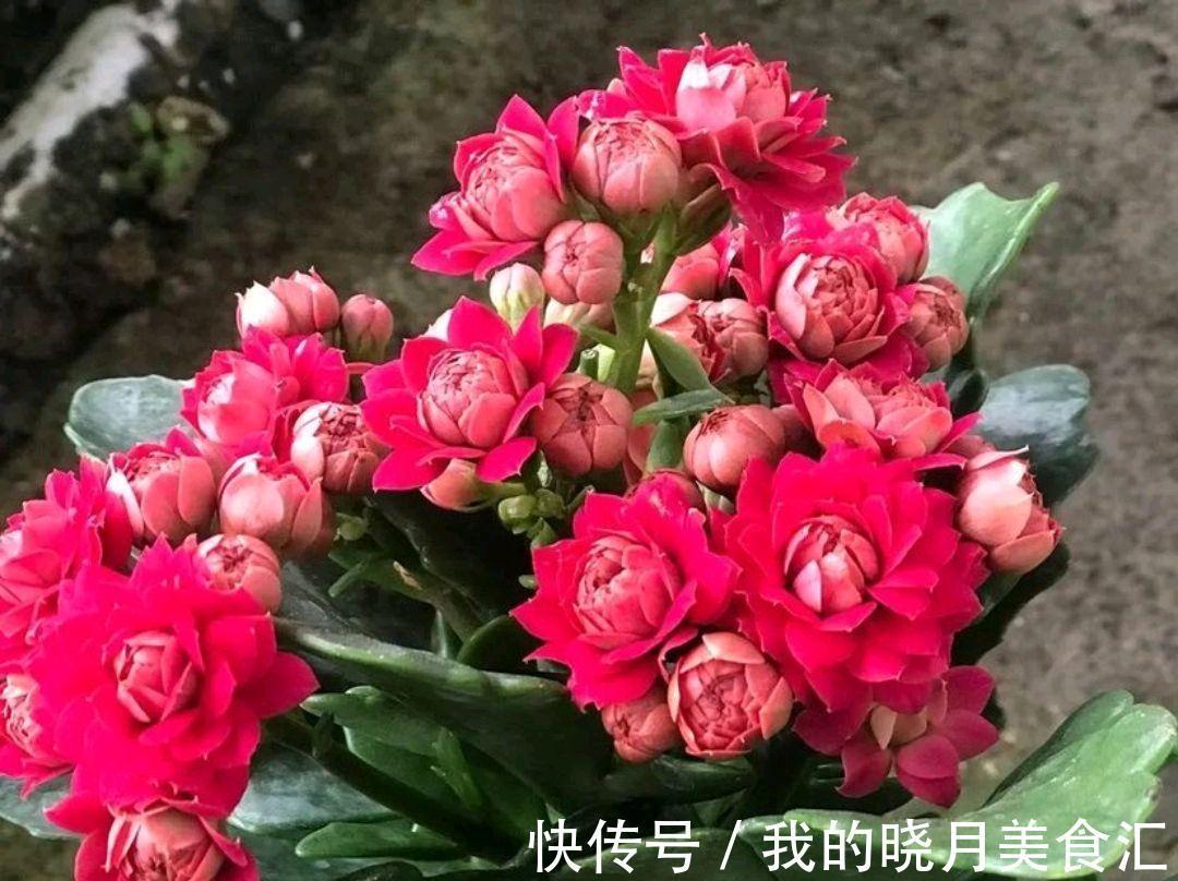 长寿花开花后这样管理，才能快速复壮