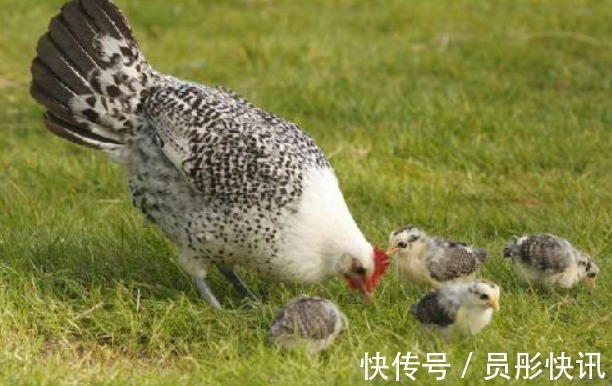 鸡身上再也没有比它更金贵的补品了,可惜好多人不知道,给扔了!