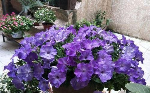 阳台养花就选它们,花上几块钱就能打造出花园,忒适合新手盆栽