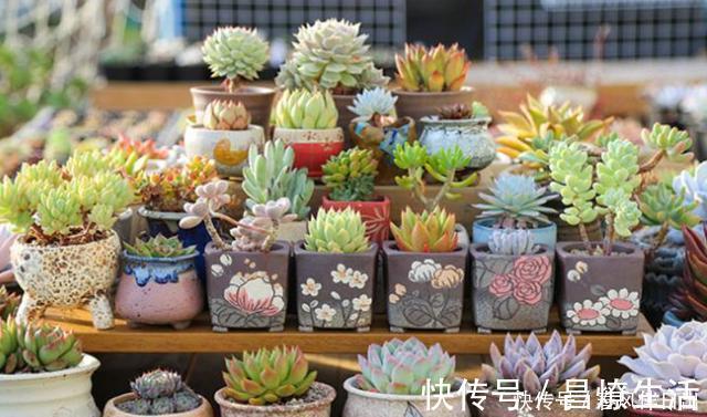 栽种|养多肉不能耽误生长，养状态也不能伤根，把根养好，自己就变漂亮