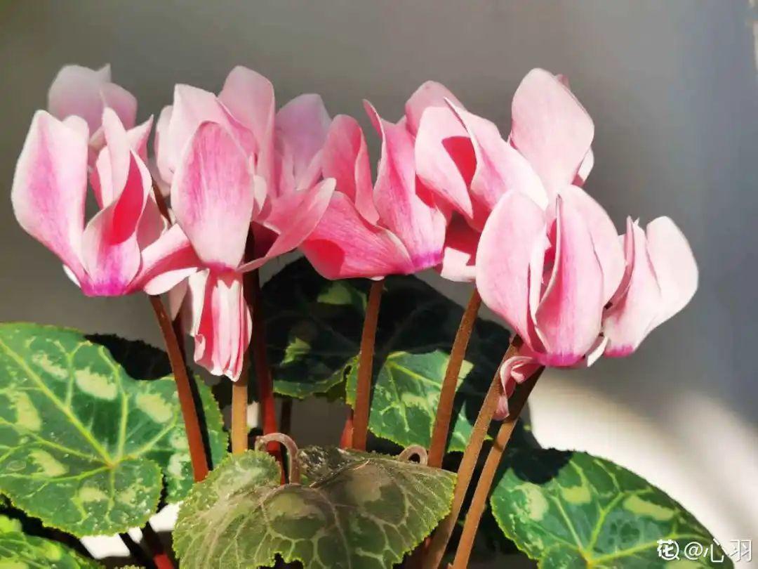 浇水|10种花要控水,天热反而不能浇,一浇水就死