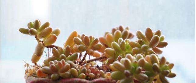 冬天养多肉,最怕3种水,一定要管住手,太勤快肉肉死的越快