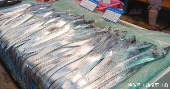 深海|世界上最有骨气的鱼,一旦被捕就会自动“炸鳔而亡”,你见过吗?