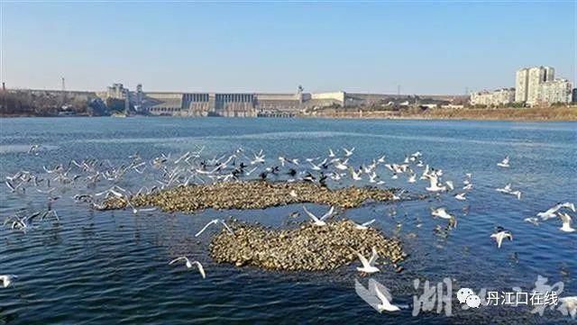 丹江口水库坝下湿地成了候鸟越冬“乐园”