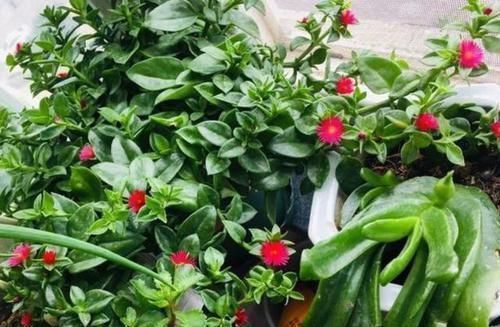 养花|聪明人养花就养3种,可镇宅招财、有益健康,养护也省心