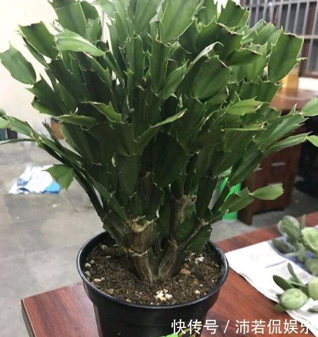 肥水|秋季养“蟹爪兰”,10天浇1碗肥水,开花多3倍,花朵大、花色艳