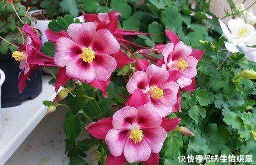 4款花号称开花机器，全年都开花，花香浓郁，太美了