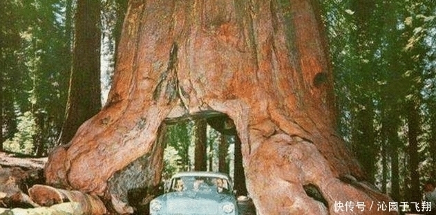 总重量 世界上最大的一棵树，总重量超过2800吨，树龄已经3500岁
