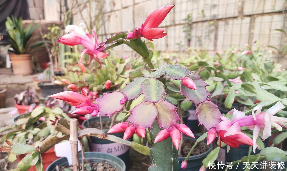 胖嘟嘟|养蟹爪兰做好4点,叶片“胖嘟嘟”,每片叶子长出多个花苞